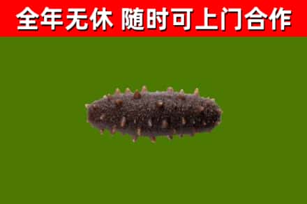 宿州烟酒回收干海参.jpg